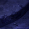 Liardarksea-5