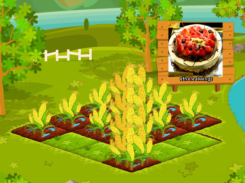 一直線玉米田 farm-corn